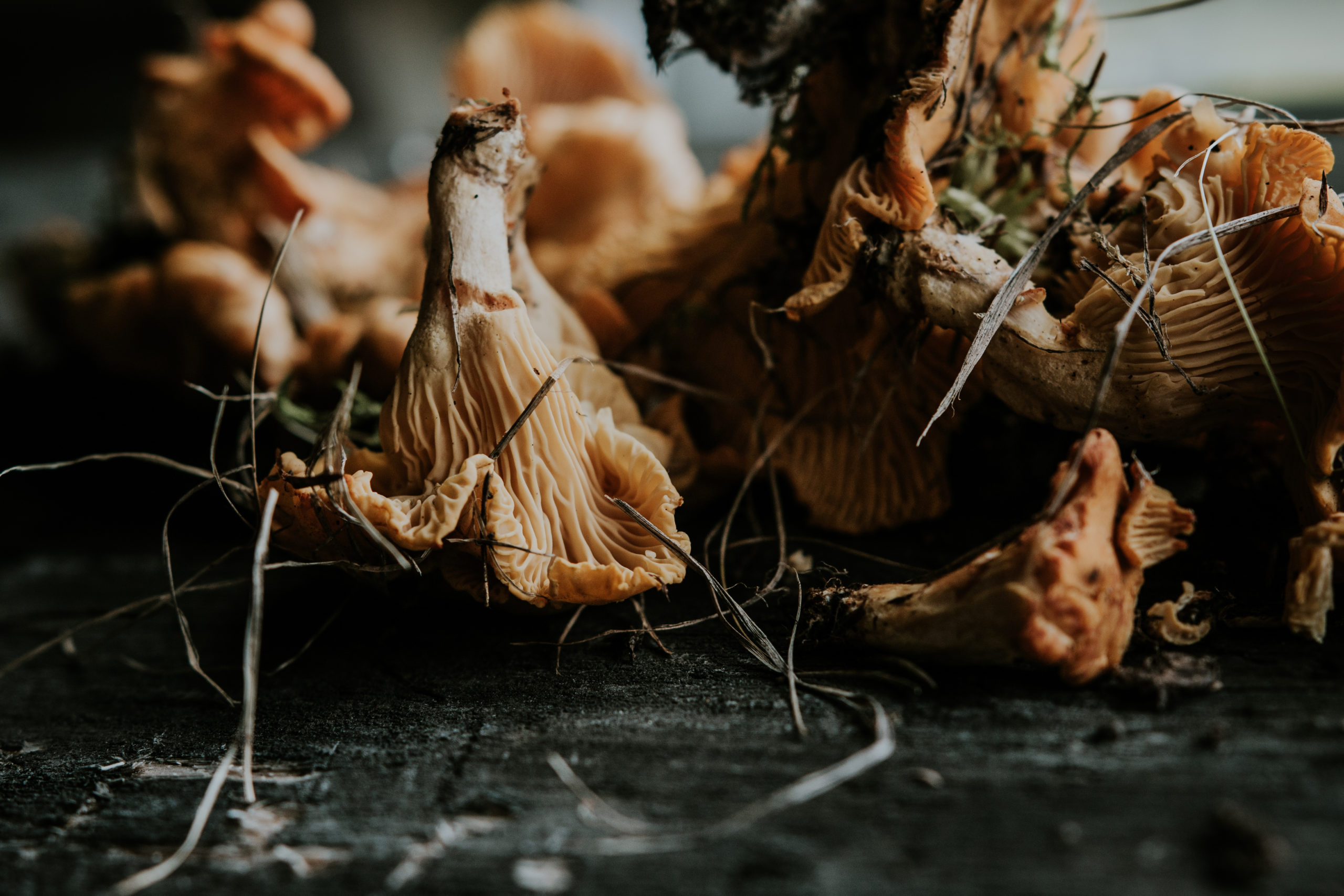 Chanterelles