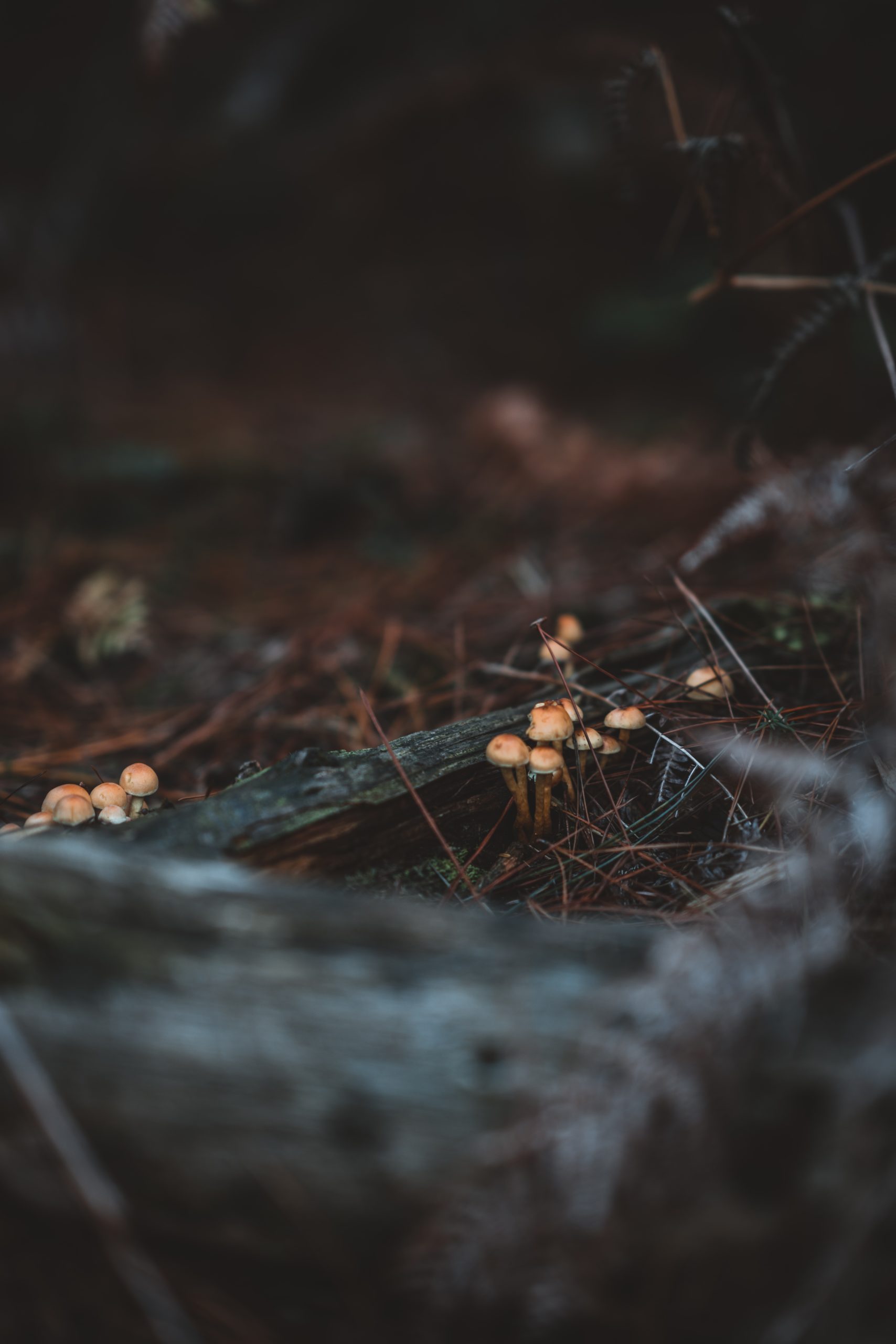 Chasse forêt